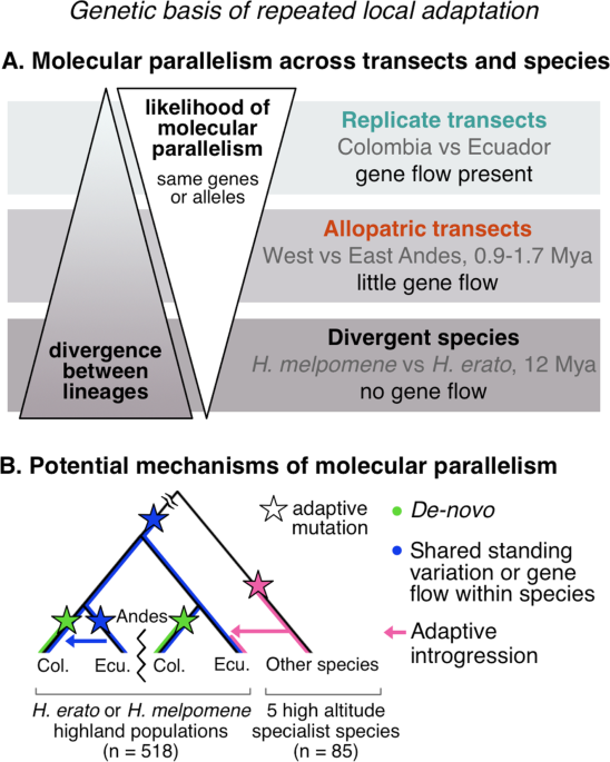 Repeated genetic adaptation to altitude in two tropical butterflies |  Nature Communications