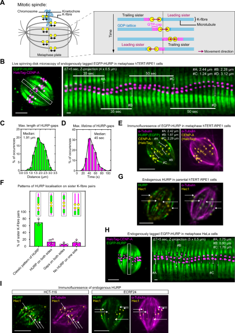 Evidence for a HURP/EB free mixed-nucleotide zone in  kinetochore-microtubules