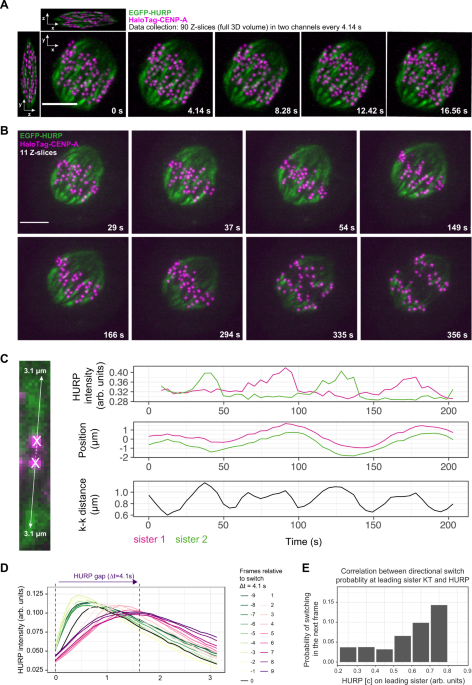 Evidence for a HURP/EB free mixed-nucleotide zone in  kinetochore-microtubules