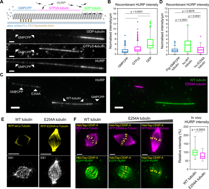 Evidence for a HURP/EB free mixed-nucleotide zone in  kinetochore-microtubules