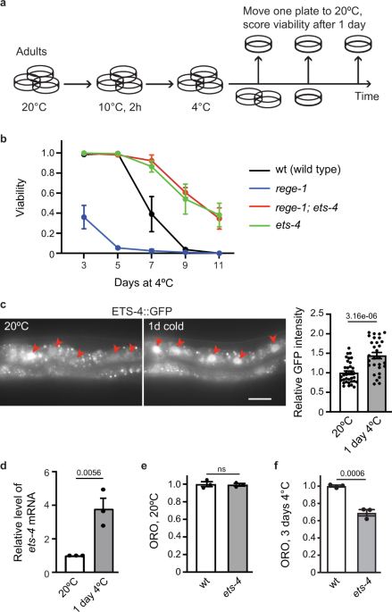 Ferritin-mediated iron detoxification promotes hypothermia survival in Caenorhabditis elegans and murine neurons