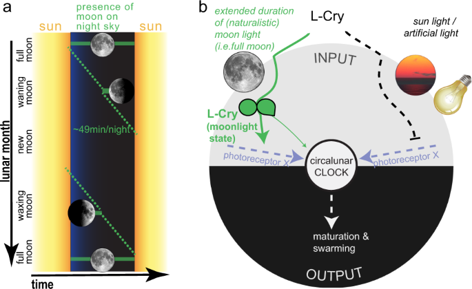 A Cryptochrome adopts distinct moon- and sunlight states and functions as  sun- versus moonlight interpreter in monthly oscillator entrainment