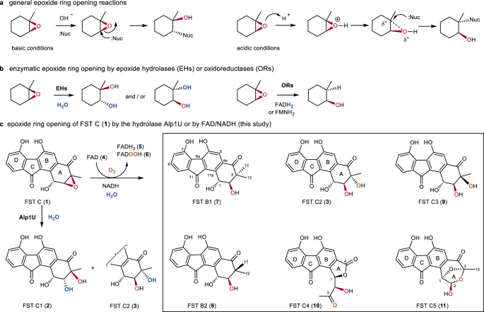 Flavin-enabled reductive and oxidative epoxide ring opening reactions |  Nature Communications