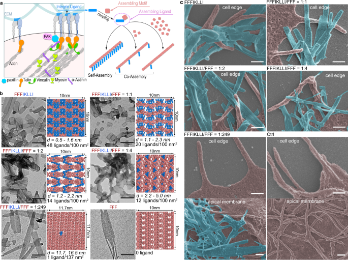 Control cell migration by engineering integrin ligand assembly | Nature  Communications