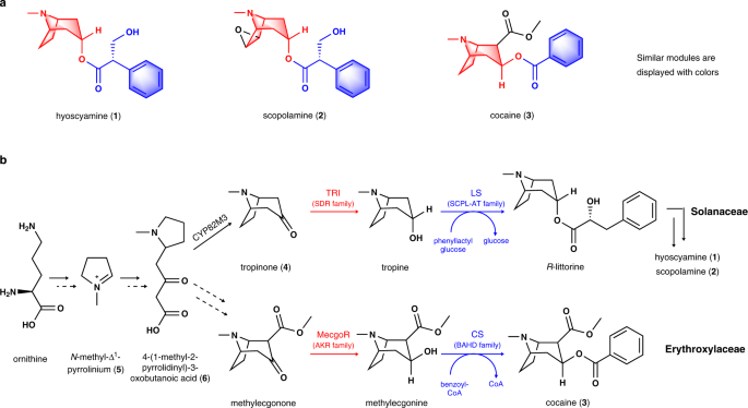 Discovery and Engineering of the Cocaine Biosynthetic Pathway
