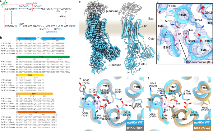 Structure and function of H+/K+ pump mutants reveal Na+/K+ pump mechanisms  | Nature Communications