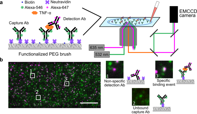 semaglutide immunoassay detection Improved immunoassay sensitivity and specificity using single-molecule  colocalization