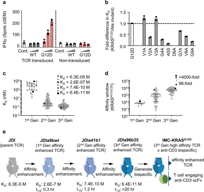 Therapeutic high affinity T cell receptor targeting a KRASG12D cancer  neoantigen | Nature Communications