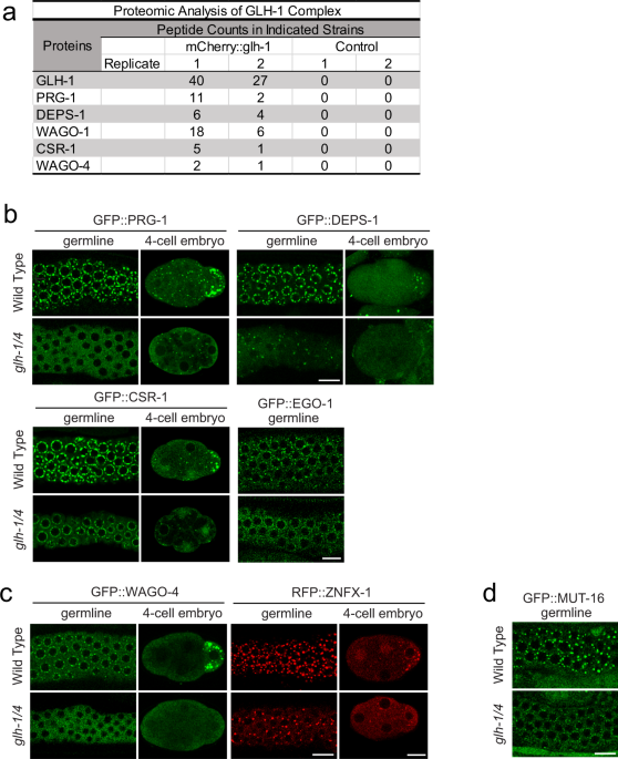 Glh/vasa helicases promote germ granule formation to ensure the fidelity of pirna-mediated transcriptome surveillance