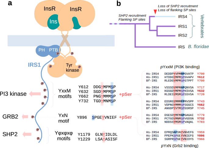 Structural insights into the pSer/pThr dependent regulation of the SHP2 tyrosine phosphatase in insulin and CD28 signaling