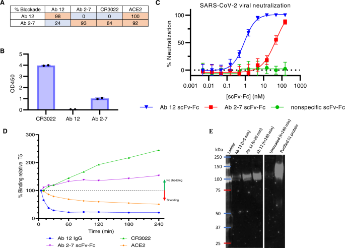 IgG-like bispecific antibodies with potent and synergistic neutralization  against circulating SARS-CoV-2 variants of concern