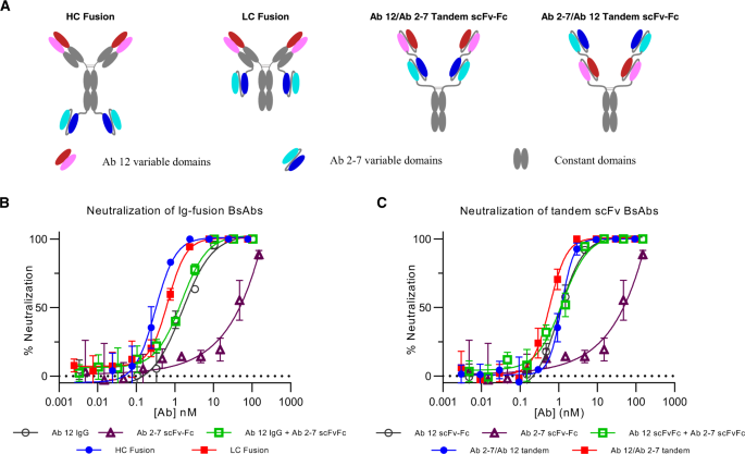 IgG-like bispecific antibodies with potent and synergistic neutralization  against circulating SARS-CoV-2 variants of concern