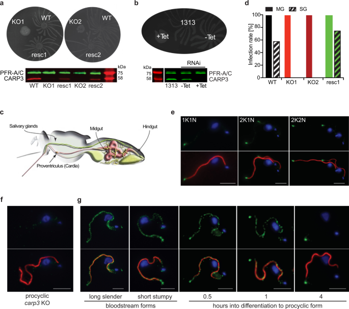 A multi-adenylate cyclase regulator at the flagellar tip controls African  trypanosome transmission | Nature Communications