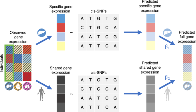 Multi-context genetic modeling of transcriptional regulation resolves novel disease loci - Nature.co