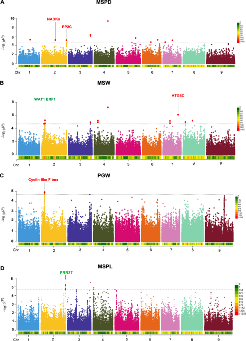 GWAS, MWAS and mGWAS provide insights into precision agriculture based on genotype-dependent microbial effects in foxtail millet