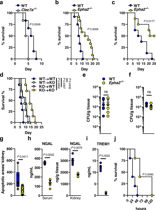 glutathione killed candida ncbi The Role of in the Management of Cell-Mediated Immune Responses in Individuals with HIV Glutathione Utilization by Candida albicans