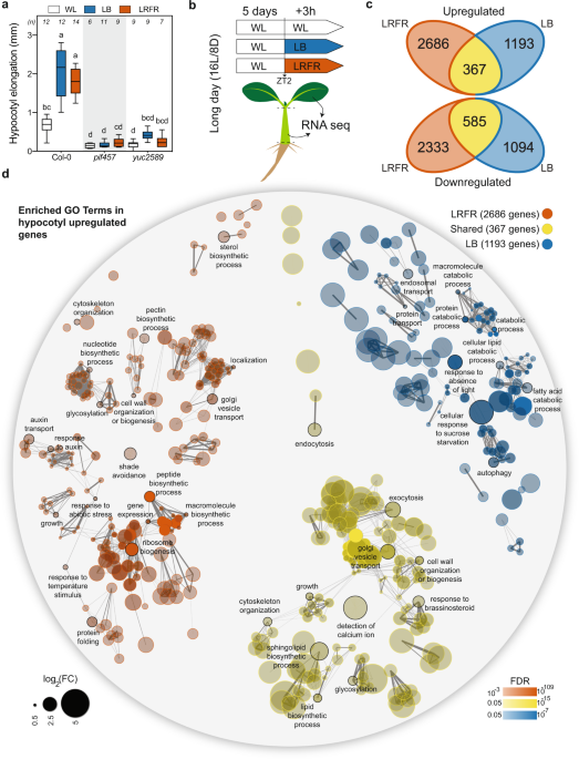A Combination Of Plasma Membrane Sterol Biosynthesis And Autophagy.