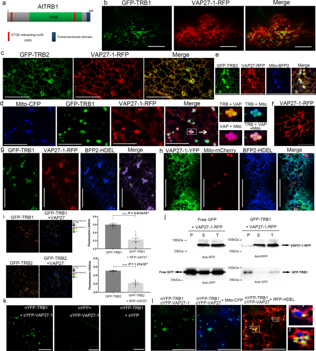 https://media.springernature.com/m685/springer-static/image/art%3A10.1038%2Fs41467-022-33402-w/MediaObjects/41467_2022_33402_Fig1_HTML.png