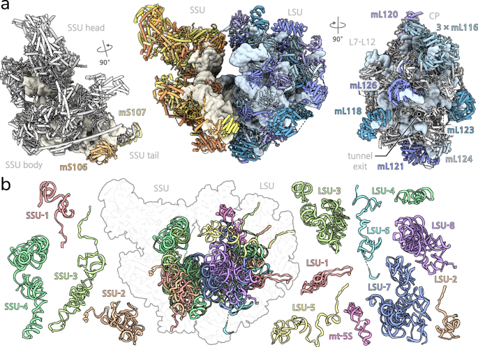 Structure of a mitochondrial ribosome with fragmented rRNA in complex with membrane-targeting elements