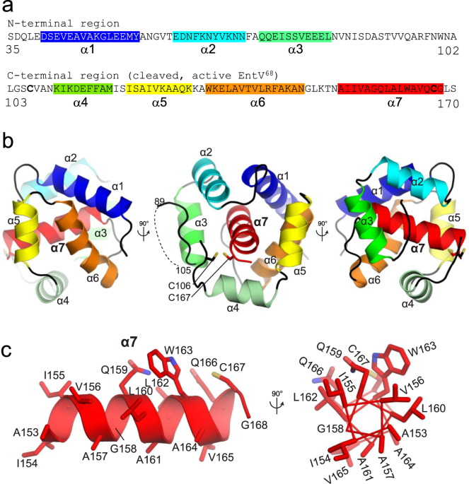 Structural and functional analysis of EntV reveals a 12 amino acid fragment protective against fungal infections