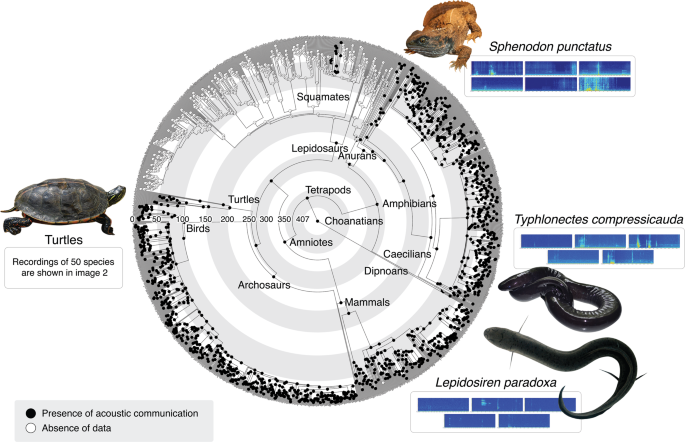 Common evolutionary origin of acoustic communication in choanate  vertebrates | Nature Communications
