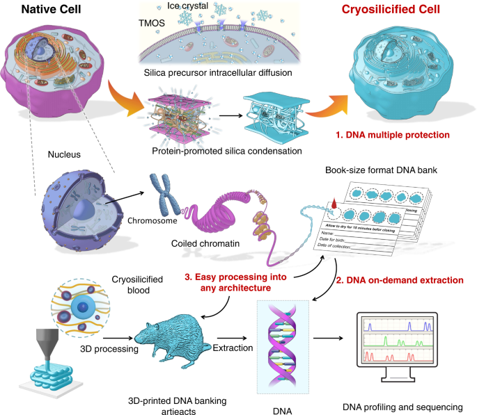 Long-term whole blood DNA preservation by cost-efficient 