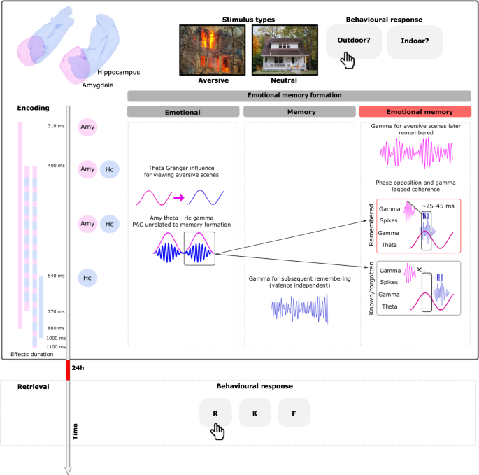 Aversive memory formation in humans involves an amygdala-hippocampus phase code