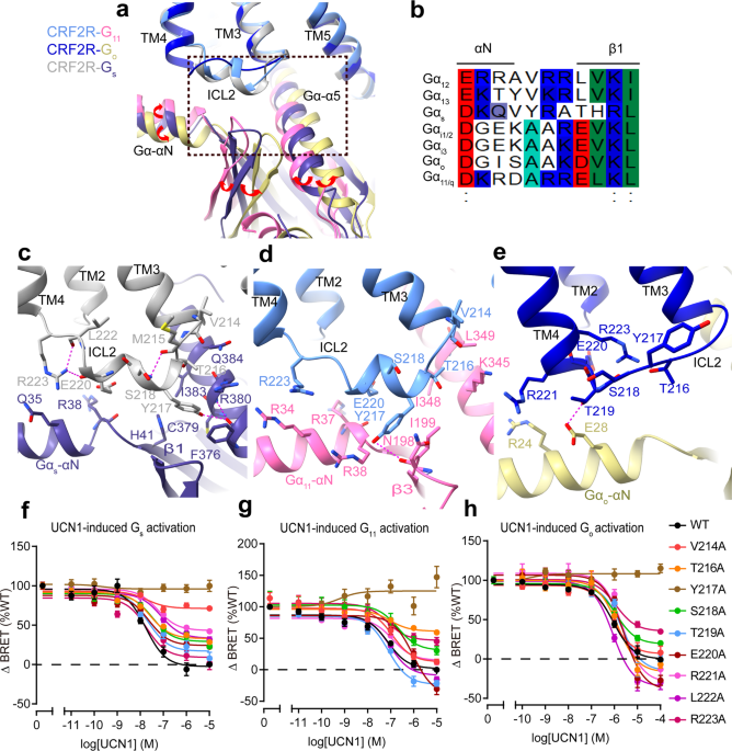 Structural insights into differences in G protein activation by
