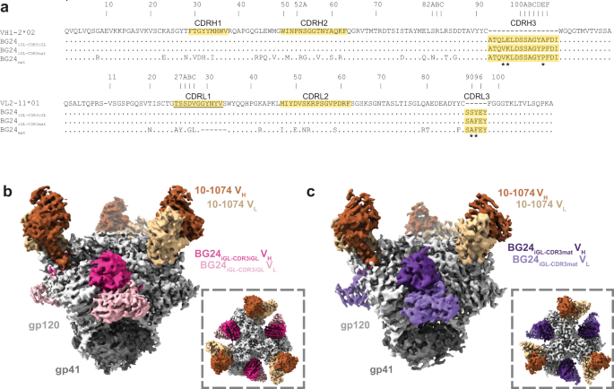 HIV-1 CD4-binding site germline antibody–Env structures inform vaccine design