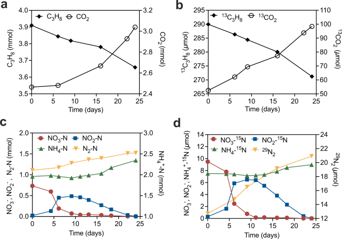 Anaerobic oxidation of propane coupled to nitrate reduction by a lineage within the class Symbiobacteriia