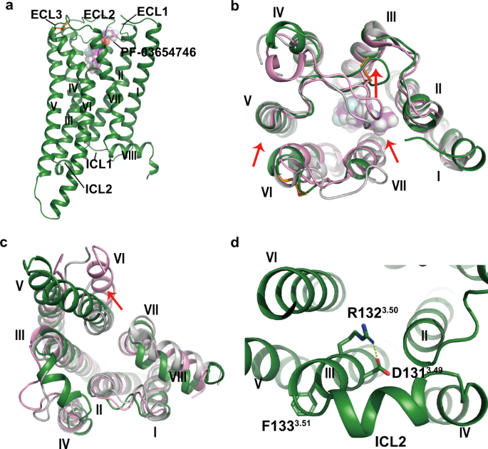 Structural basis for recognition of antihistamine drug by human histamine receptor