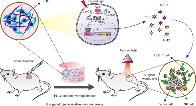 Optogenetic-controlled immunotherapeutic designer cells for post-surgical cancer immunotherapy | Nature Communications Optogenetic-controlled immunotherapeutic designer cells for post-surgical cancer immunotherapy | Nature Communications