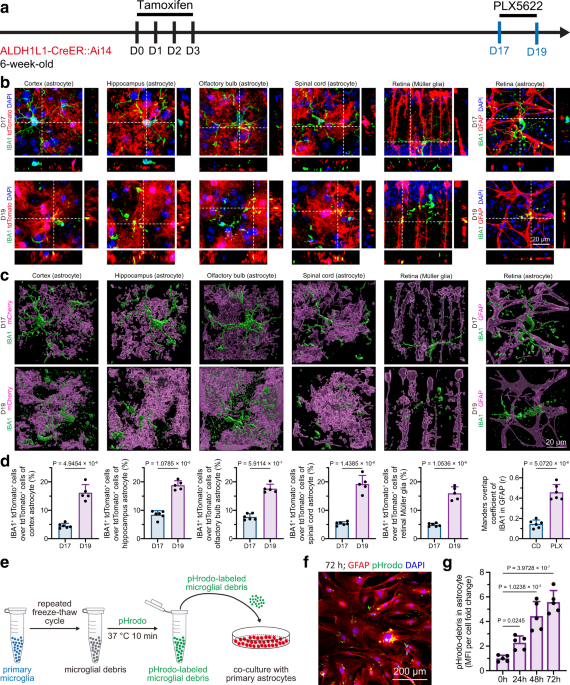Microglial debris is cleared by astrocytes via C4b facilitated  