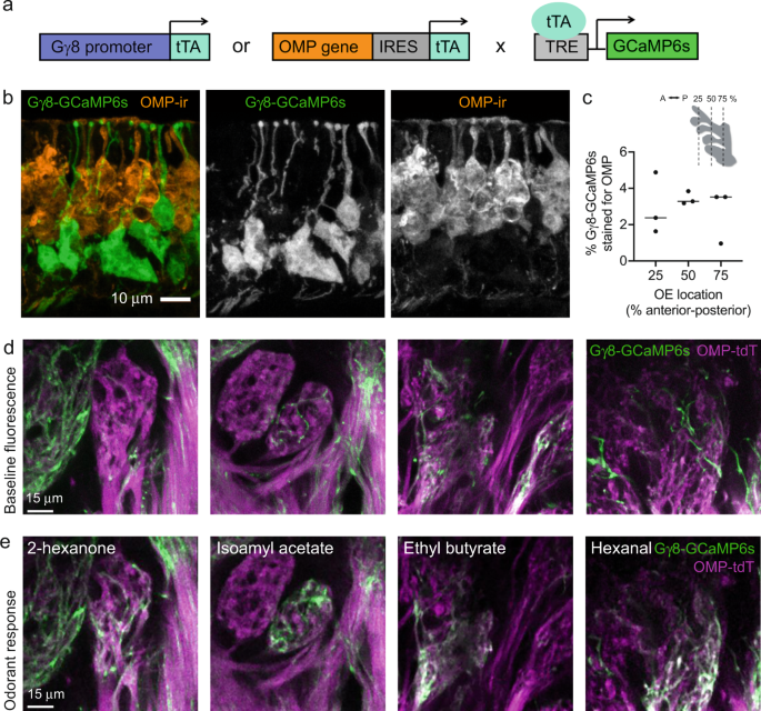 Ephaptic Interactions in the Mammalian Olfactory System