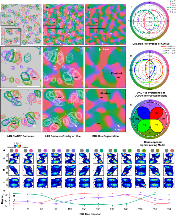 Unlock Your Creative Potential With Guangna's Multi-colored