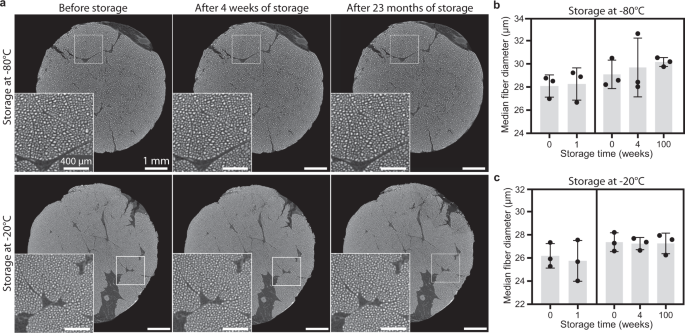 Contrast‐enhanced micro‐computed tomography of compartment and