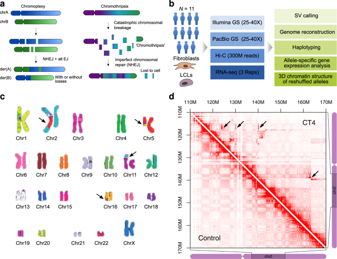 Integration of Hi-C with short and long-read genome sequencing reveals the  structure of germline rearranged genomes | Nature Communications