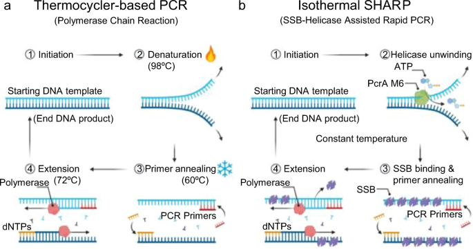 Engineered helicase replaces thermocycler in DNA amplification while  retaining desired PCR characteristics | Nature Communications