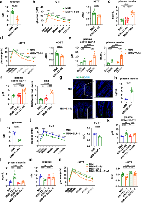 glp 1 and hyperthyroidism Hepatic thyroid hormone signalling modulates glucose homeostasis through  the regulation of GLP-1 production via bile acid-mediated FXR antagonism