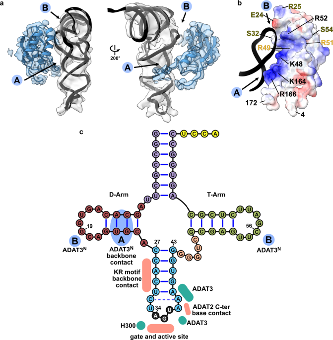 Structural basis for sequence-independent substrate selection by