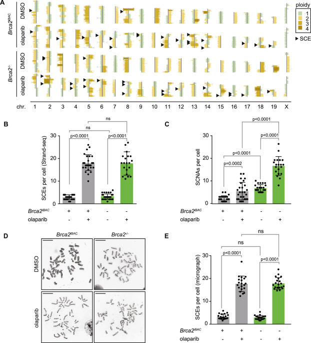 064D11■SX　RG1 FR/VS　リゾネーター■ SX Reso 1 CE FR VS Resonator