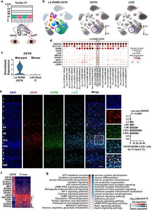 Identification of visual cortex cell types and species differences using  single-cell RNA sequencing | Nature Communications