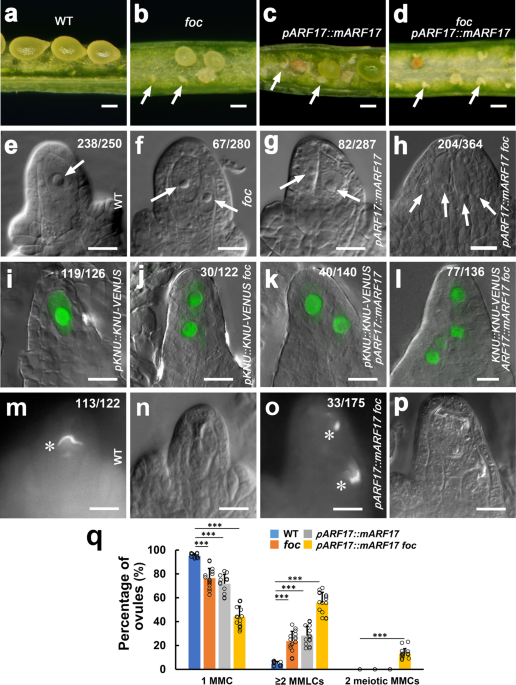 Specification of female germline by microRNA orchestrated auxin ...