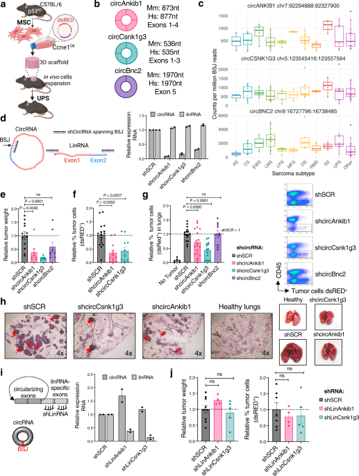circCsnk1g3- and circAnkib1-regulated interferon responses in sarcoma promote tumorigenesis by shapi
