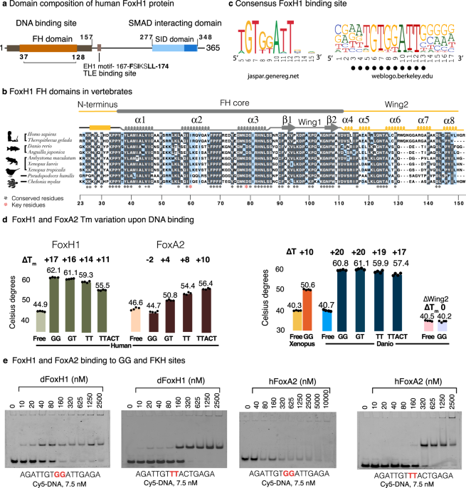 Molecular basis for DNA recognition by the maternal pioneer transcription  factor FoxH1