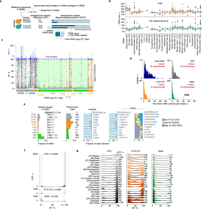 Varying strength of selection contributes to the intragenomic ... - Nature.com