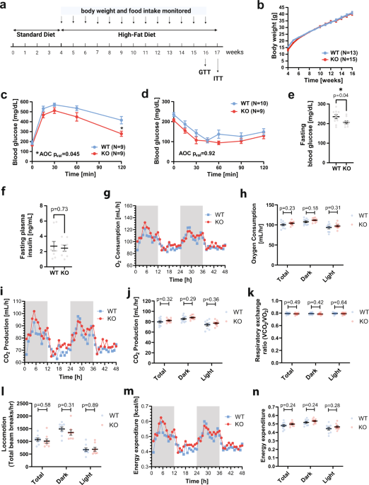 G protein-coupled receptor 151 regulates glucose metabolism and hepatic  gluconeogenesis | Nature Communications