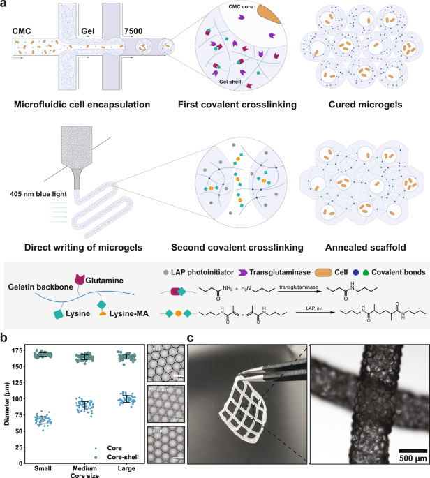 Bioprinting microporous functional living materials from protein ... - Nature.com
