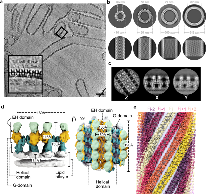 In situ cryo-electron tomography reveals the asymmetric