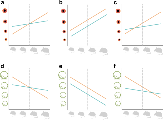 Intraspecific body size variation and allometry of genitalia in